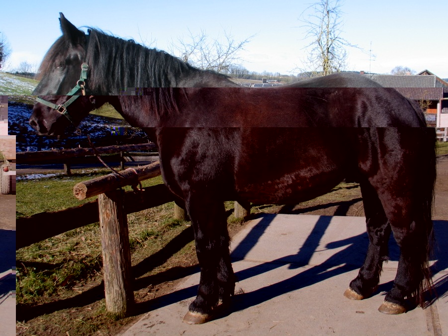 Pferdekutschenfahrten